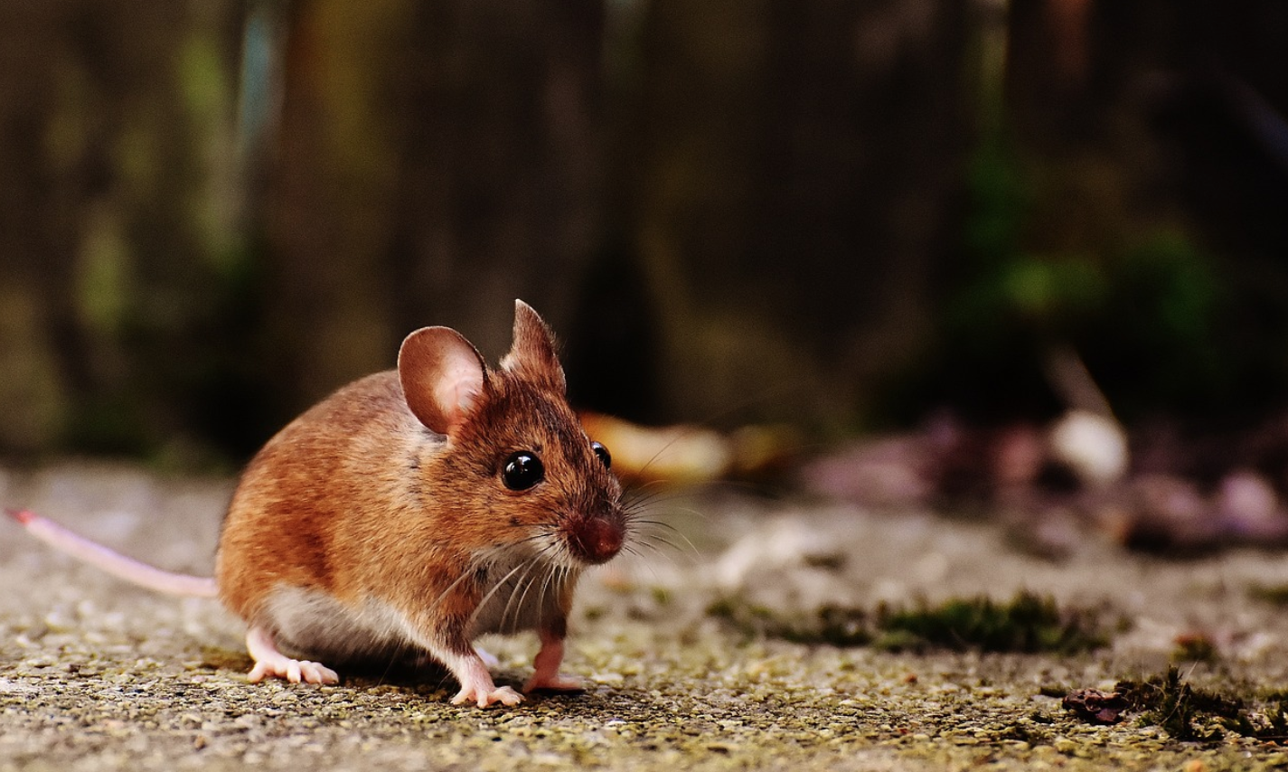Naukowcy stworzyli nieśmiertelną, sklonowaną linię myszy