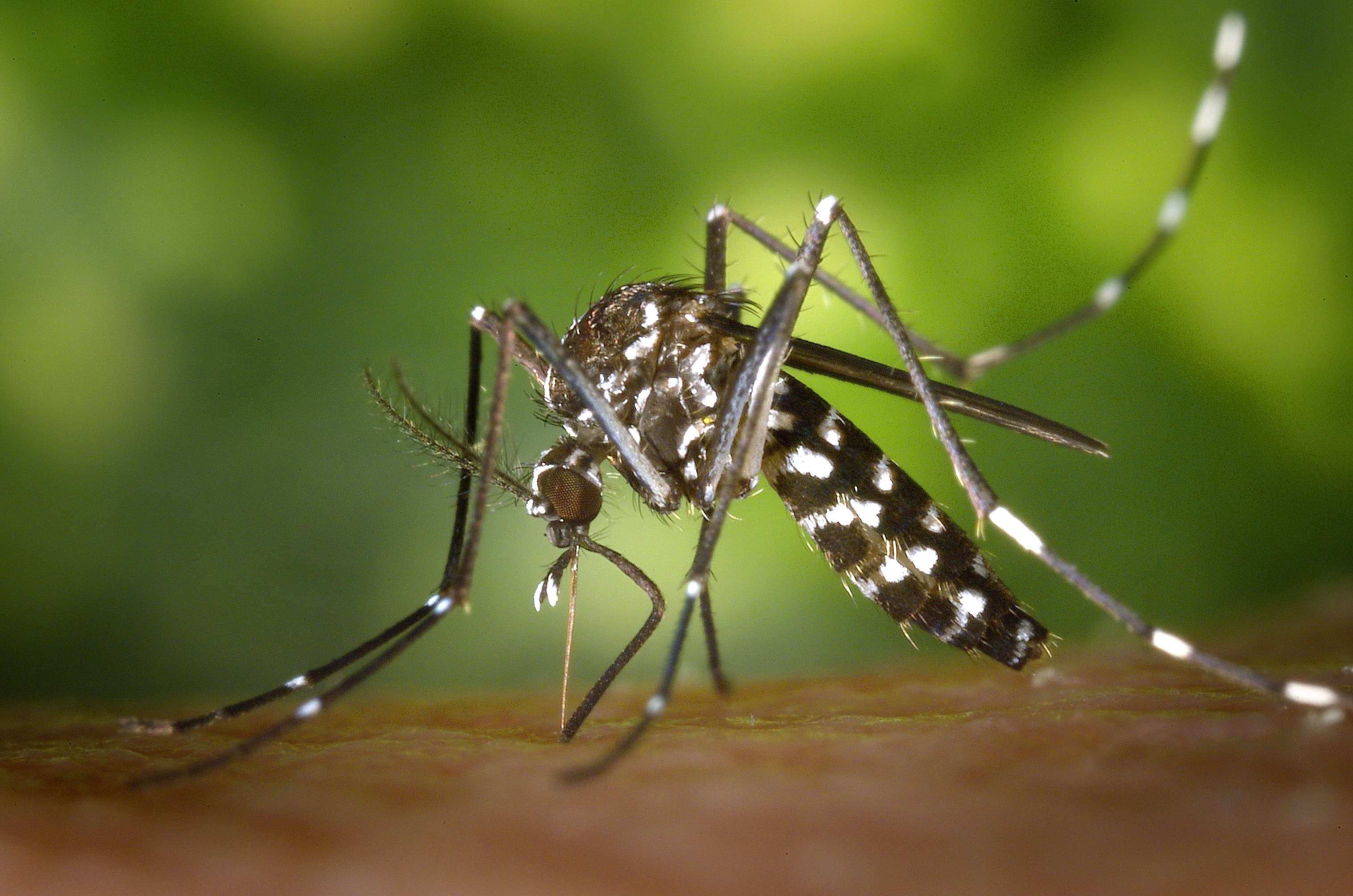 Antybiotyki mogą wpływać na zdolność komarów do przenoszenia malarii