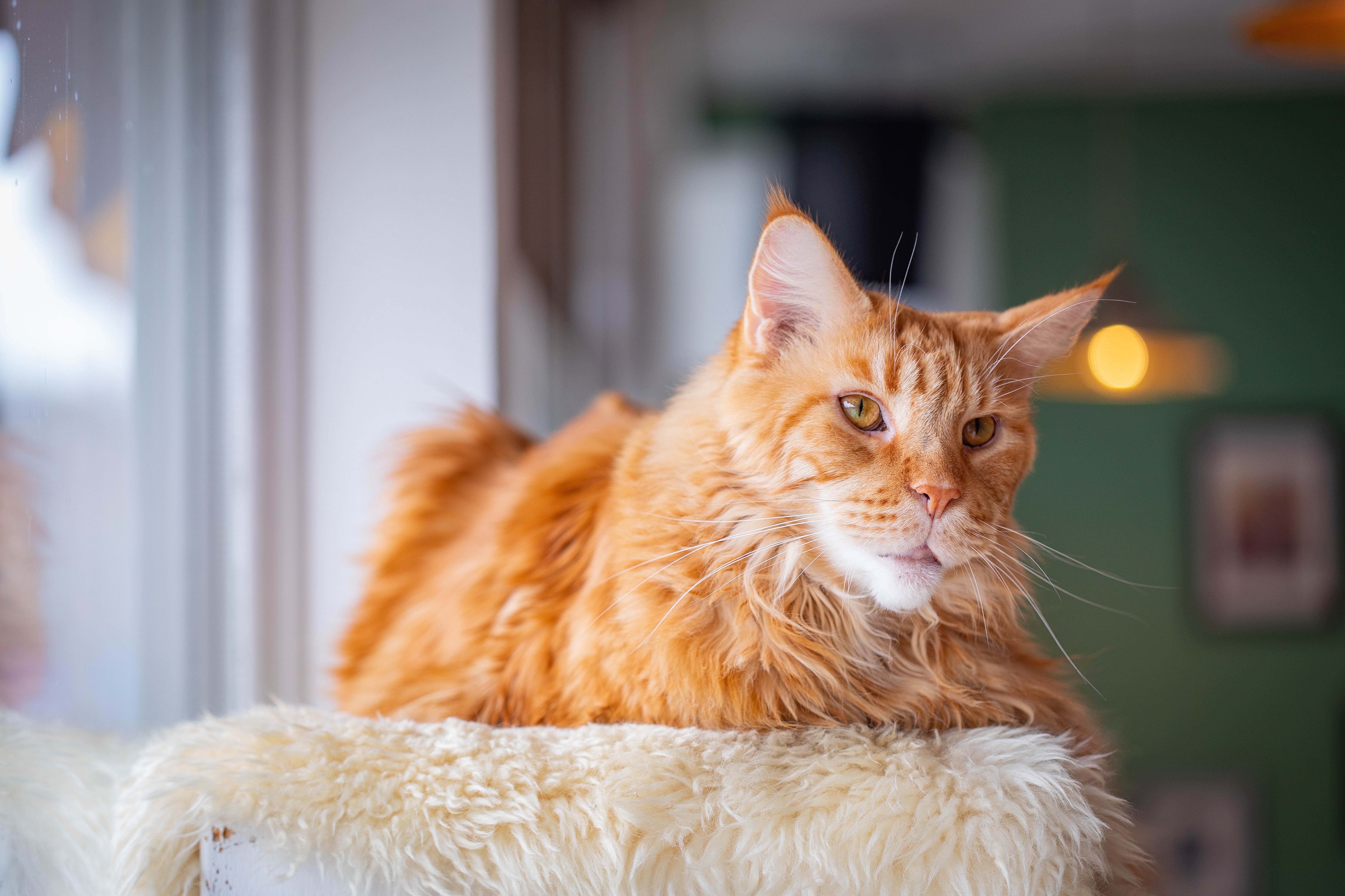 Puchaty lekarz na czterech łapach: Jak koty wpływają na nasze zdrowie?