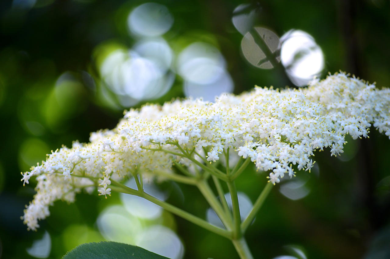 Białe kwiaty czarnego bzu: Naturalny skarb w walce z przeziębieniem