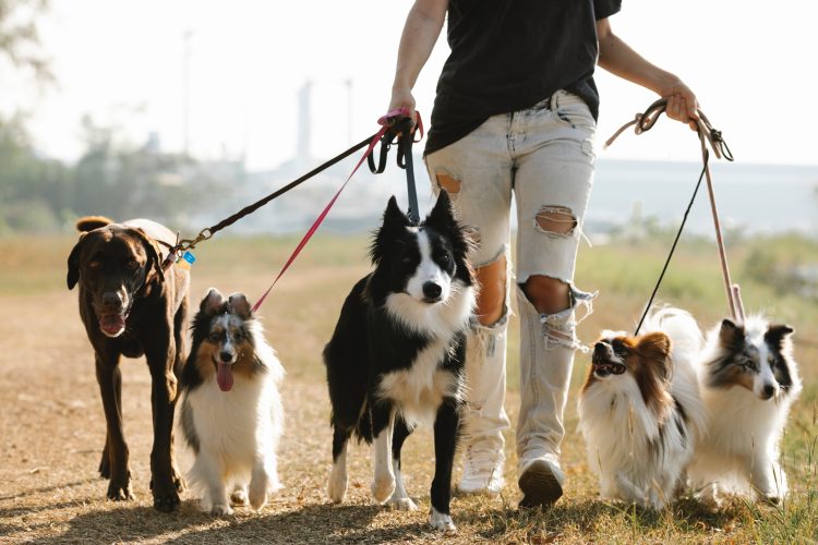 7 korzyści zdrowotnych spacerów z psem